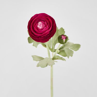 Clara Fuschia Ranunculus Spray
49cm