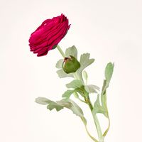 Clara Fuschia Ranunculus Spray
49cm