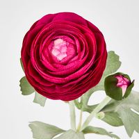 Clara Fuschia Ranunculus Spray
49cm