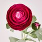 Clara Fuschia Ranunculus Spray
49cm