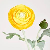 Clara Yellow Ranunculus Spray49cm