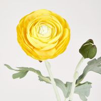 Clara Yellow Ranunculus Spray49cm