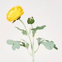 Clara Yellow Ranunculus Spray49cm