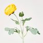 Clara Yellow Ranunculus Spray49cm