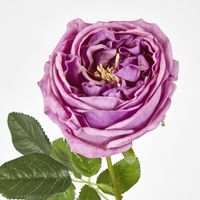 Dianna Real Touch Rose Steam Lilac
60cm