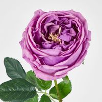 Dianna Real Touch Rose Steam Lilac
60cm