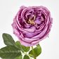 Dianna Real Touch Rose Steam Lilac
60cm