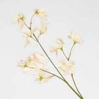 Jane Sweet Pea 60cm Off White