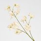 Jane Sweet Pea 60cm Off White