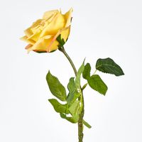 Walter Real Touch Rose Stem Yellow
61cm