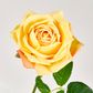 Walter Real Touch Rose Stem Yellow
61cm