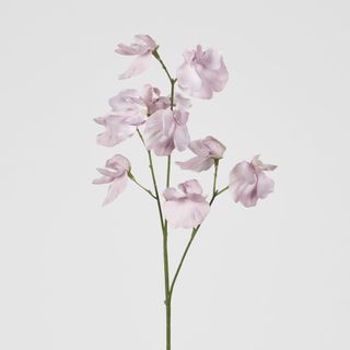 Jane Sweet Pea 60cm White & Purple