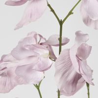 Jane Sweet Pea 60cm White & Purple