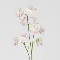 Jane Sweet Pea 60cm Pink