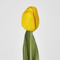 Liv Tulip 45cm Yellow