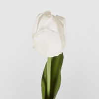 Liv Soft Touch Tulip White
45cm