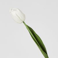 Liv Soft Touch Tulip White
45cm