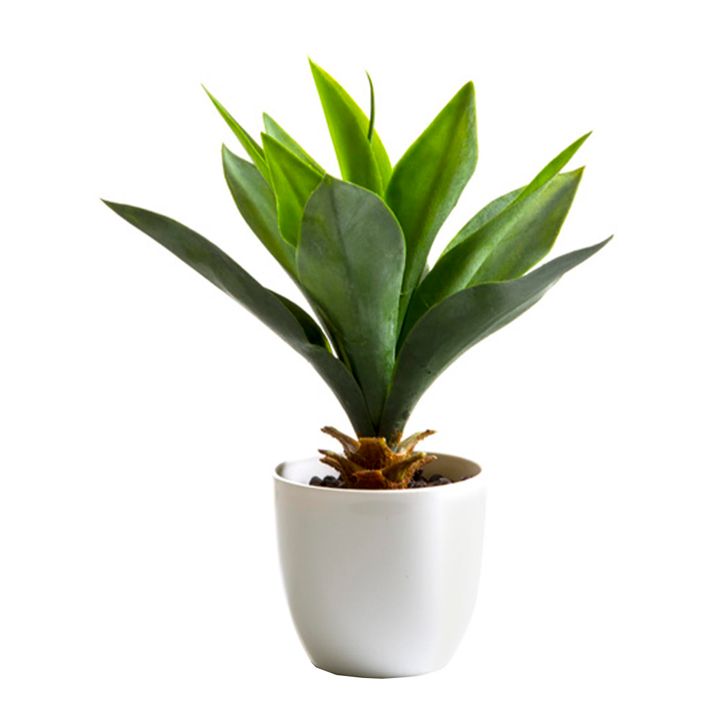 Agave in White Pot 27cm Light Green