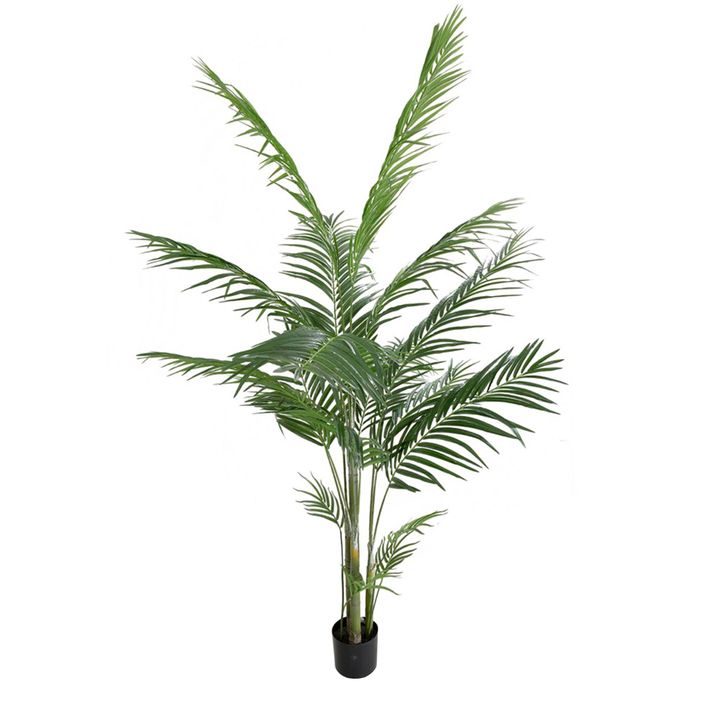 Areca Palm Potted 1.83m