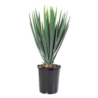 Yucca Rostrata 42cm Potted