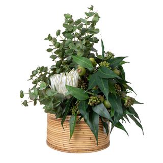 Eucalyptus Gumnut in Haiti Pot Small 75cm