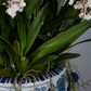 White Blossom in Aviary Planter