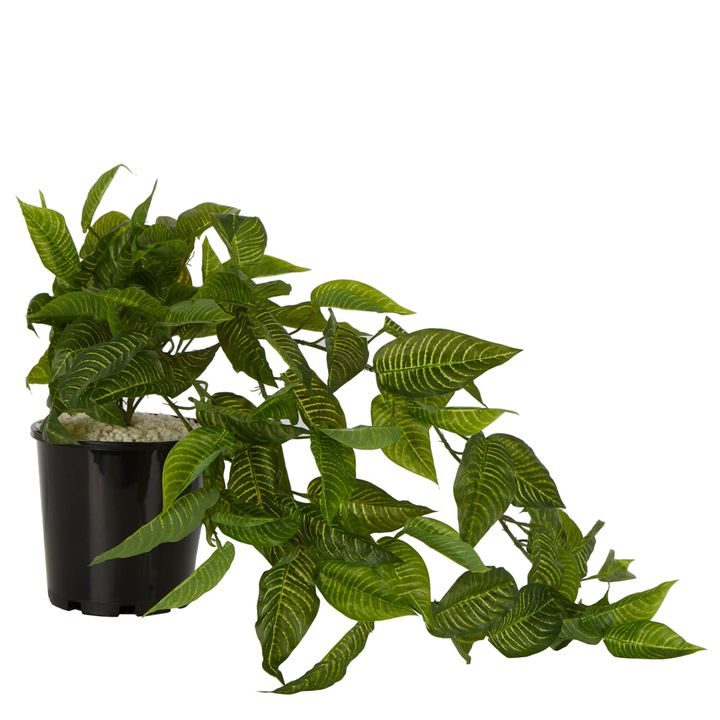 Zebra Hanging Bush in Black Pot 80cm