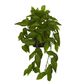 Zebra Hanging Bush in Black Pot 80cm