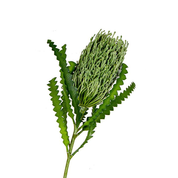 Banksia Stem 88cm Green