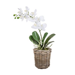 Phalaenopsis and Leaf in Basket Sm