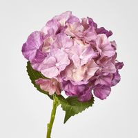 Susan Hydrangea Soft Touch Plum
52cm