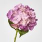 Susan Hydrangea Soft Touch Plum
52cm