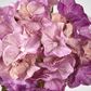 Susan Hydrangea Soft Touch Plum
52cm