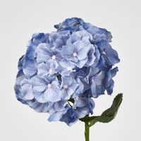 Susan Hydrangea Soft Touch Blue
52cm