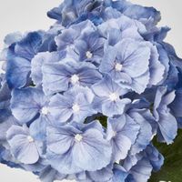 Susan Hydrangea Soft Touch Blue
52cm