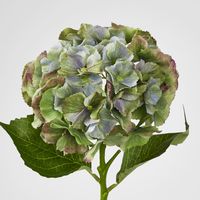 Susan Hydrangea Soft Touch Antique Green
52cm