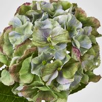 Susan Hydrangea Soft Touch Antique Green
52cm