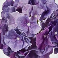 Susan Hydrangea Soft Touch Violet
52cm