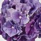 Susan Hydrangea Soft Touch Violet
52cm