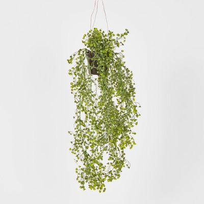 Hanging Helxine Soleirolii greenery potted