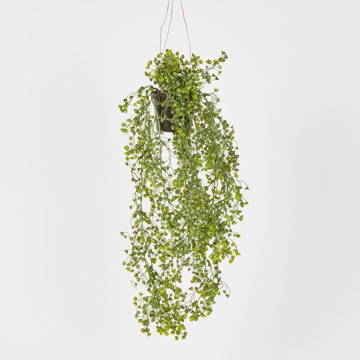 Hanging Helxine Soleirolii greenery potted