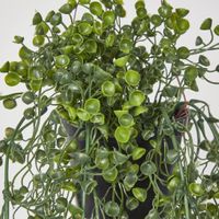 Hanging Helxine Soleirolii greenery potted