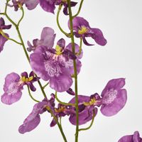 Lilly Dancing Orchid 98cm Pink