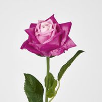 Ingrid Rose Real Touch Fuschia
46cm