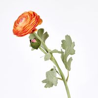 Clara Orange Ranunculus Spray
49cm