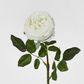 Dianna Real Touch Rose Stem White 60cm