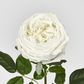 Dianna Real Touch Rose Stem White 60cm