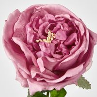 Dianna Real Touch Rose Steam Autumn Pink
60cm