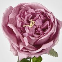 Dianna Real Touch Rose Steam Autumn Pink
60cm