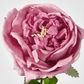 Dianna Real Touch Rose Steam Autumn Pink
60cm